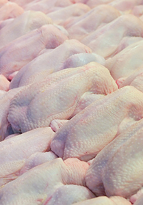 Category Learning Module - Poultry