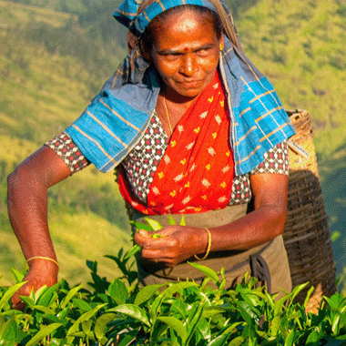 Indian women wearing traditional dress hand picking green tea leaves